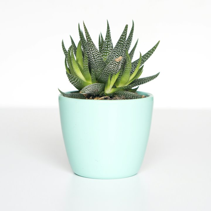 Succulent in Ceramic Pot